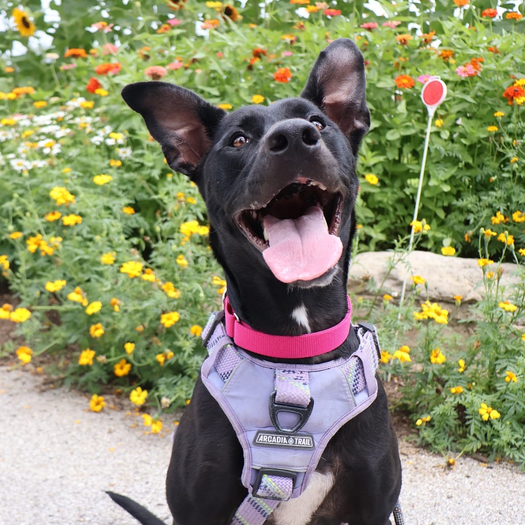 Photo of Jade, adoptable Mixed Breed (Large) in St. Charles, Missouri