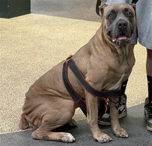 Photo of Lady, adoptable Cane Corso Mastiff in Los Angeles, California