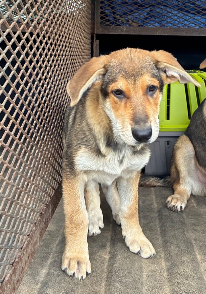 Photo of Pixie, adoptable German Shepherd Dog in Chickamauga, Georgia