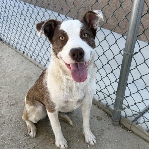 Photo of Paloma, adoptable Australian Cattle Dog/Blue Heeler in Thousand Palms, California