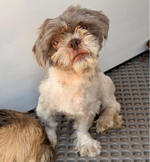 Photo of Cafecito, adoptable Shih Tzu in San Bernardino, California