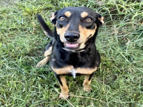 Photo of Scarlet, adoptable Labrador Retriever in Houston, Texas