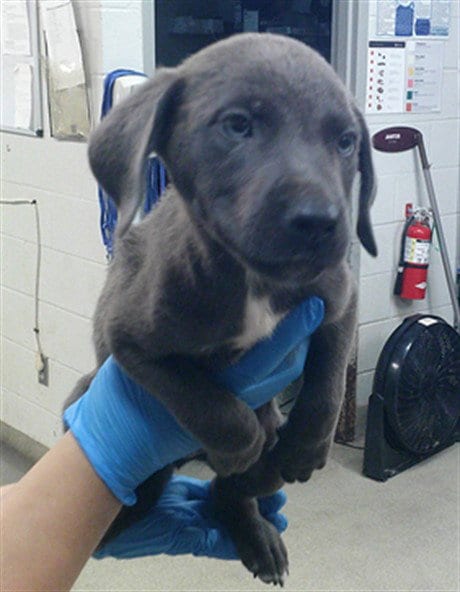 Photo of A480711, adoptable German Shepherd Dog in Oklahoma City, Oklahoma