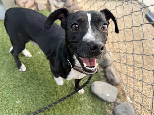 Photo of Vinny, adoptable Boston Terrier in Phoenix, Arizona