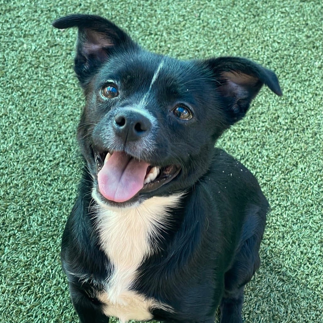 Photo of Sprinkles, adoptable Chihuahua in Jacksonville, North Carolina