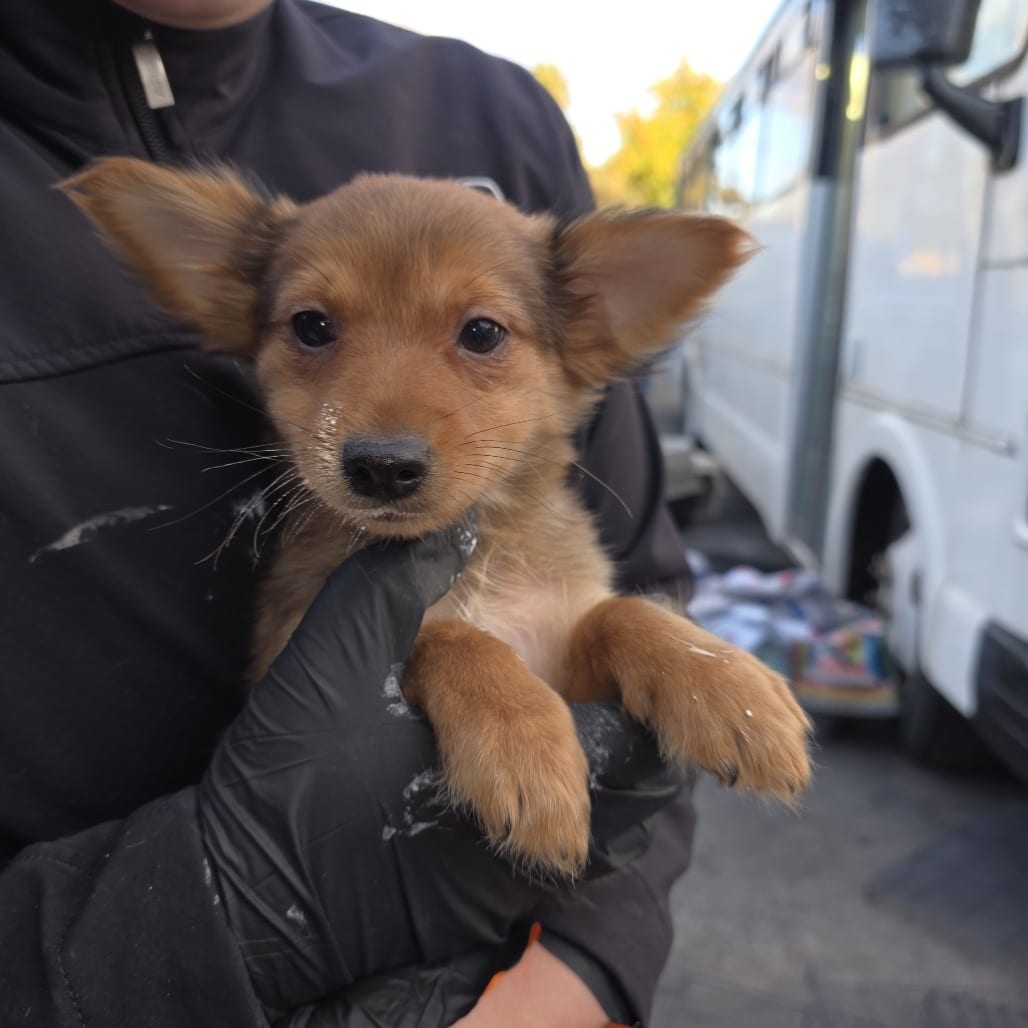 Photo of Conner, adoptable Mixed Breed (Small) in Bend, Oregon