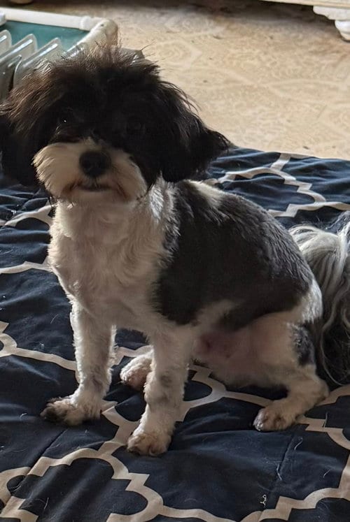 Photo of Kiki, adoptable Maltese in ft lauderdale, Florida