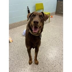 Photo of Oso Bear, adoptable Doberman Pinscher in Brighton, Colorado