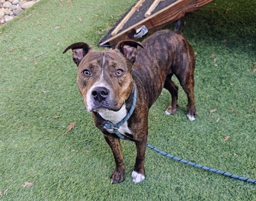 Photo of Maizie, adoptable Pit Bull Terrier in San Jose, California