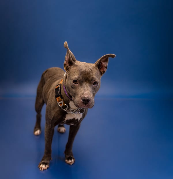 Photo of Brooke, adoptable Pit Bull cross in Lawrenceville, Georgia