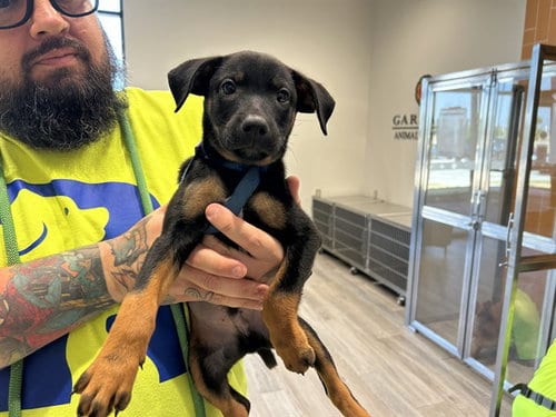 Photo of Flynn, adoptable Rottweiler in Garland, Texas