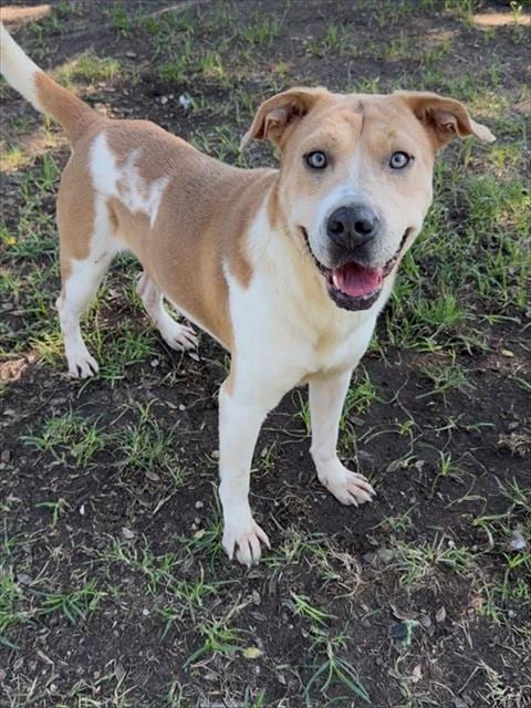 Photo of Mork, adoptable Chinese Shar-Pei in Conroe, Texas