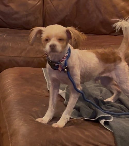 Photo of Rudy, adoptable Maltese in San Diego, California