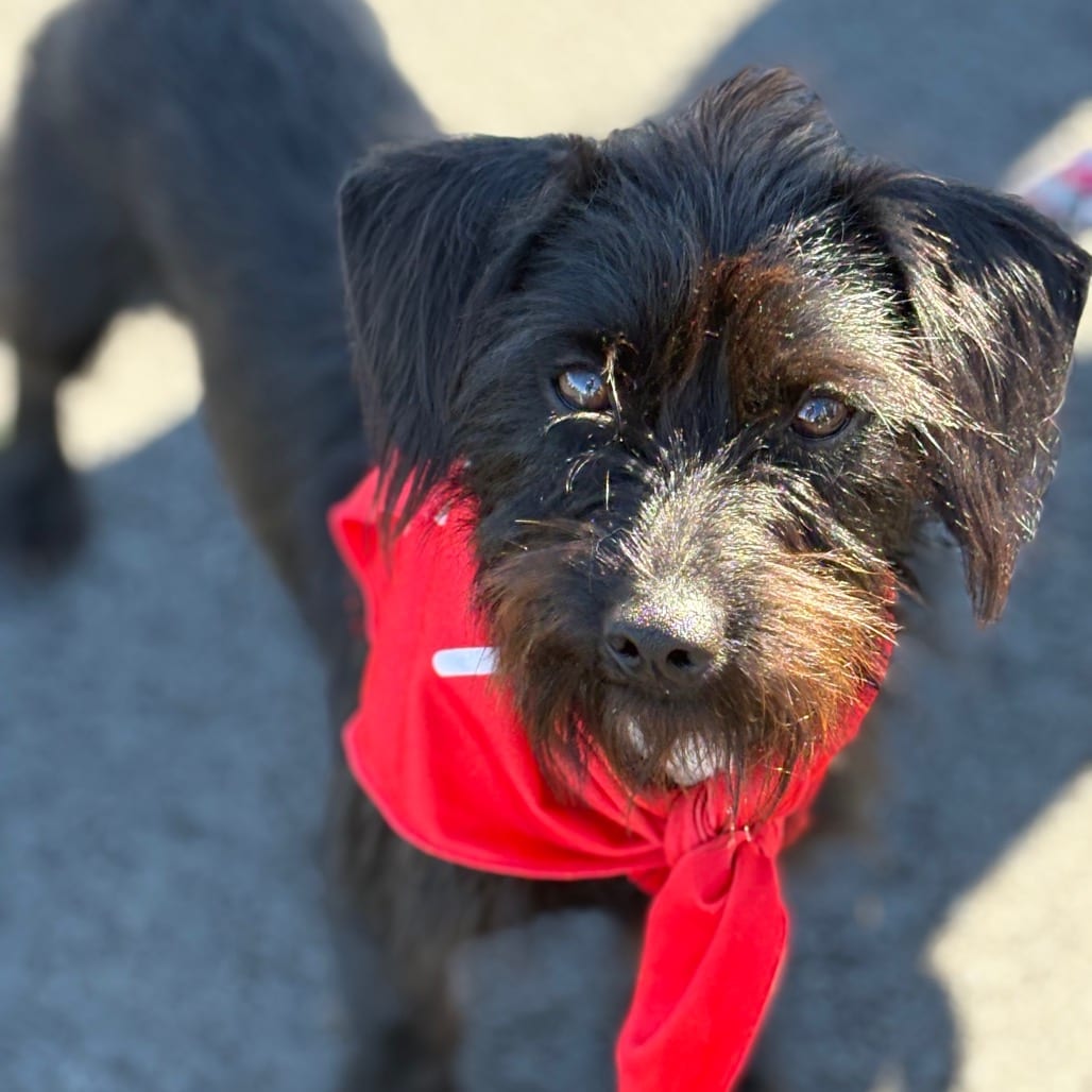 Photo of Ozzie, adoptable Terrier, Cairn / Dachshund, Miniature Wire Haired in Potomac, Maryland