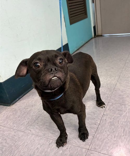 Photo of A5801103, adoptable Pug in Baldwin Park, California