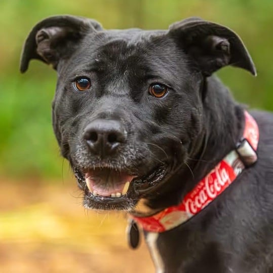 Photo of Blackberry, adoptable Mixed Breed (Medium) in Decatur, Georgia