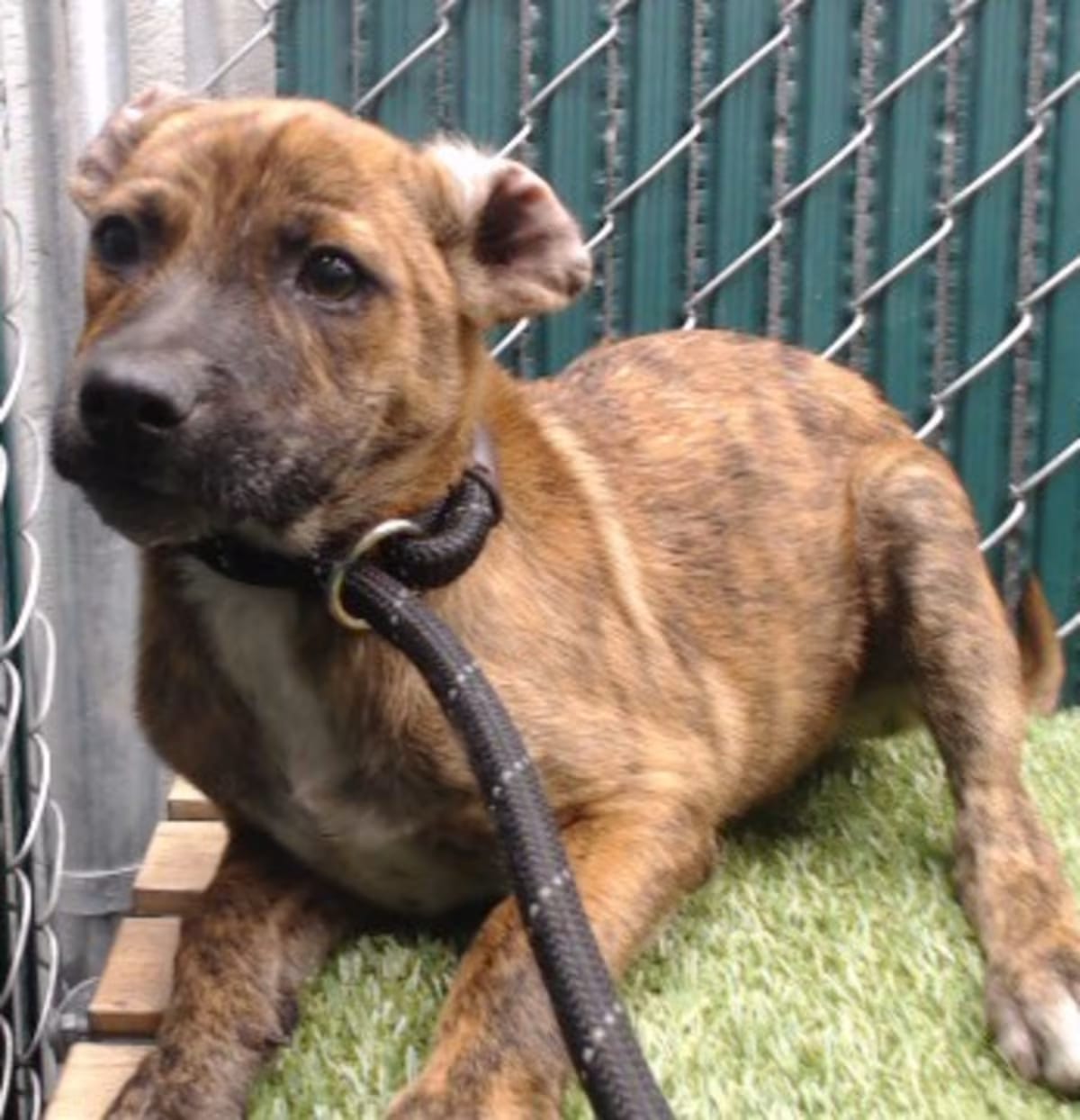 Photo of Tiger, adoptable Chihuahua/Terrier (Unknown Type, Medium) in Downey, California