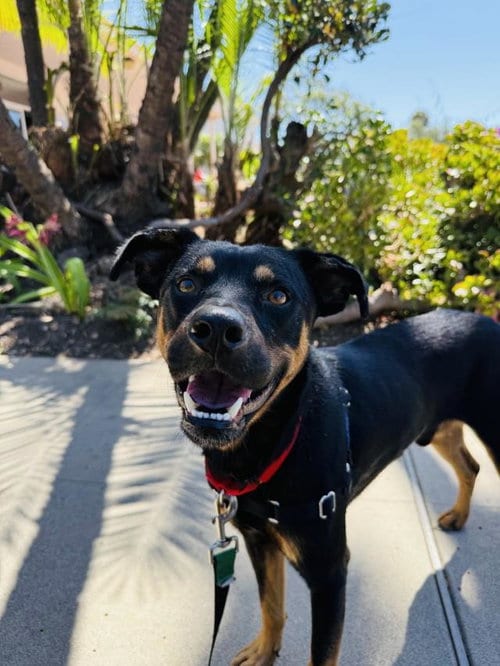 Photo of Morgan, adoptable Doberman Pinscher in Santa Barbara, California