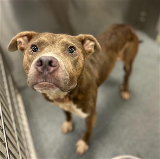 Photo of Valentino, adoptable Pit Bull Terrier