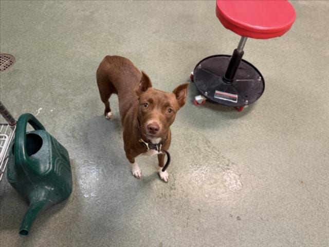 Photo of Geraldine, adoptable Mixed Breed in Santa Fe, New Mexico