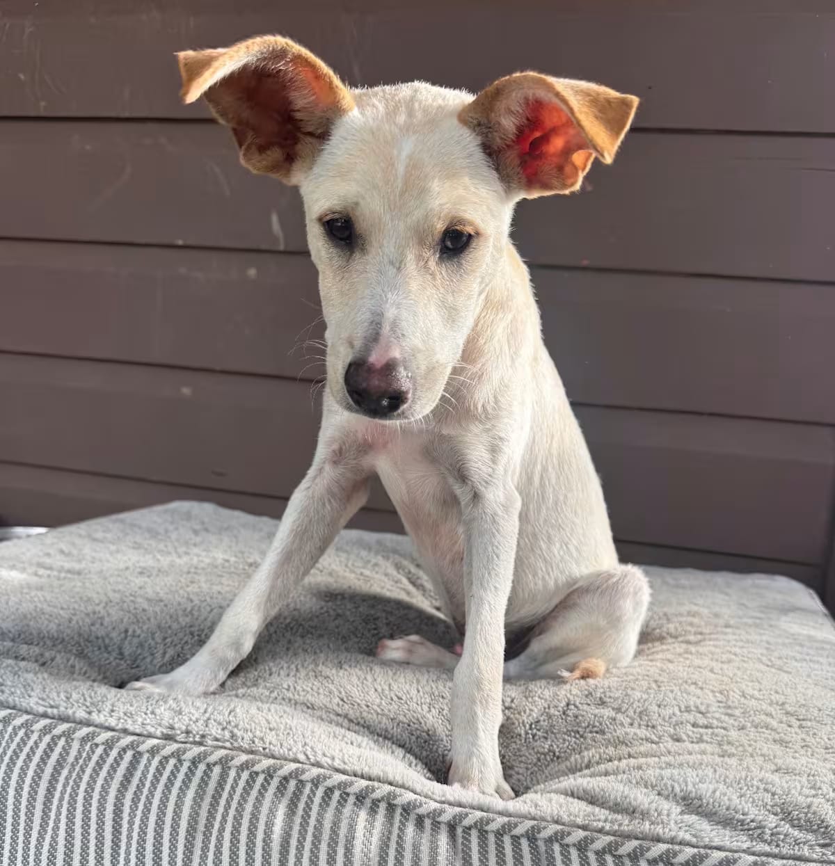 Photo of Charlie - The Big-Eared Sweeti, adoptable Carolina Dog/Whippet in Morristown, New Jersey