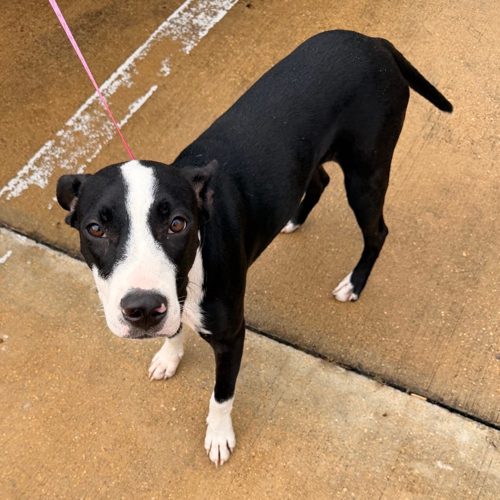 Photo of Sox - 071417U, adoptable Feist / Mix in Tupelo, Mississippi