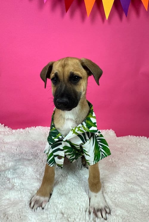 Photo of Orlando, adoptable Shepherd in Phoenix, Arizona