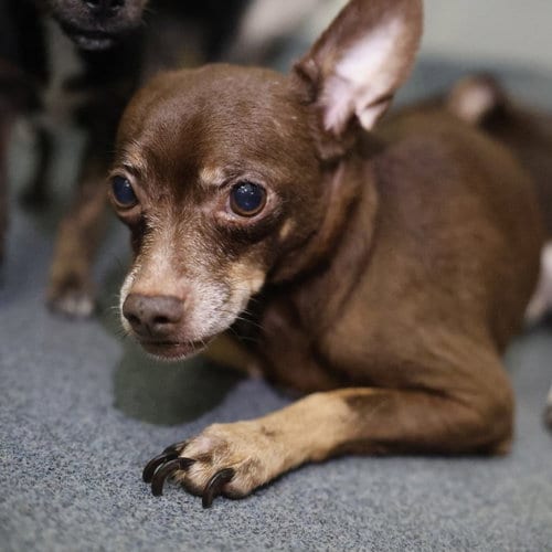 Photo of Osito, adoptable Chihuahua in San Antonio, Texas
