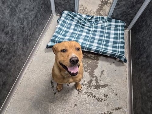 Photo of Rocket, adoptable Pit Bull Terrier in Denver, Colorado