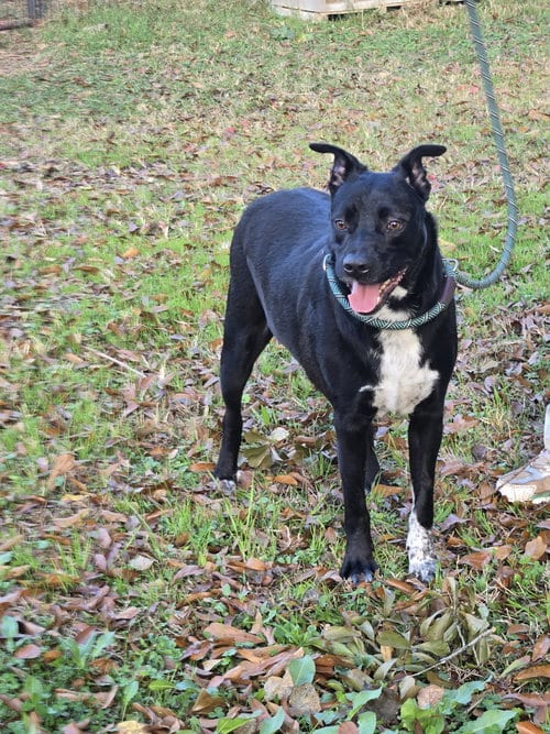 Photo of Malcolm, adoptable Labrador Retriever in Jackson, Mississippi