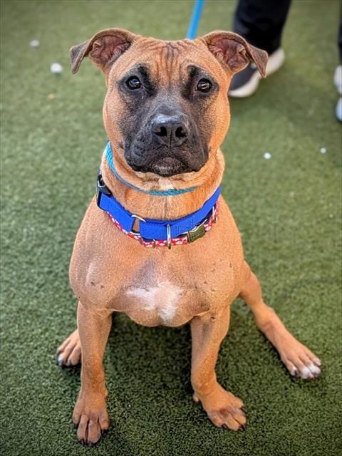 Photo of Nineteen, adoptable American Staffordshire Terrier in Fort Lauderdale, Florida
