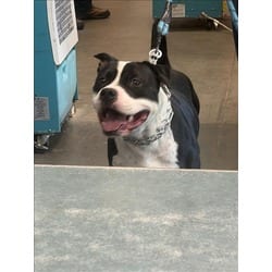Photo of Bandit, adoptable American Pit Bull Terrier in Chatsworth, California