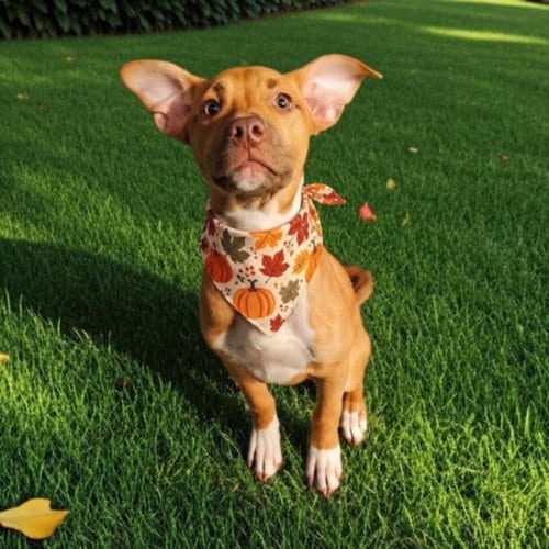 Photo of Trixy, adoptable Pit Bull Terrier in Clinton Township, Michigan