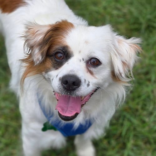 Photo of Pesto, adoptable Unknown breed in Normal, Illinois