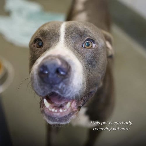 Photo of Wally, adoptable American Staffordshire Terrier in San Antonio, Texas