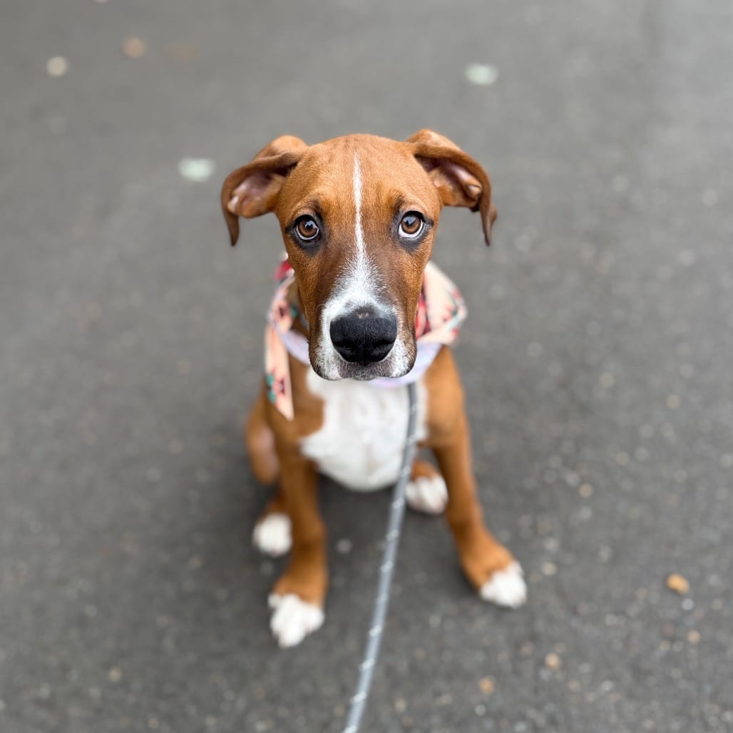 Photo of Bambam, adoptable Boxer / Mixed Breed (Medium) in Newberg, Oregon
