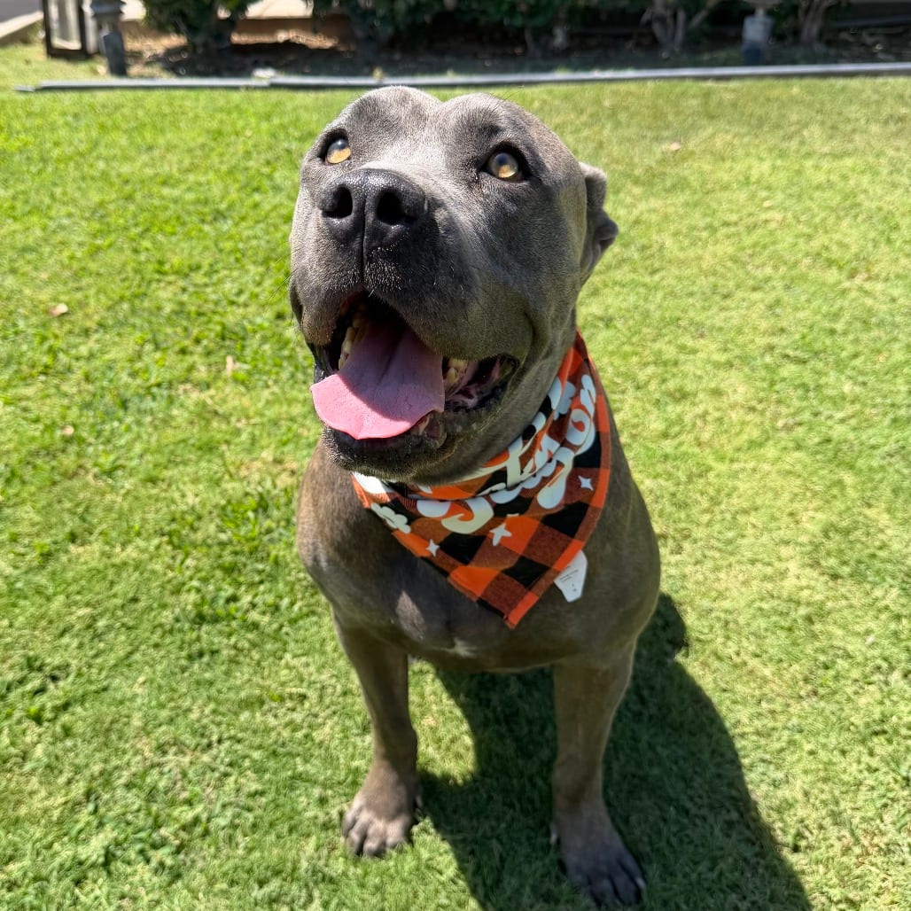 Photo of Gabby, adoptable Mastiff, Cane Corso / Terrier, Pit Bull in Oceanside, California
