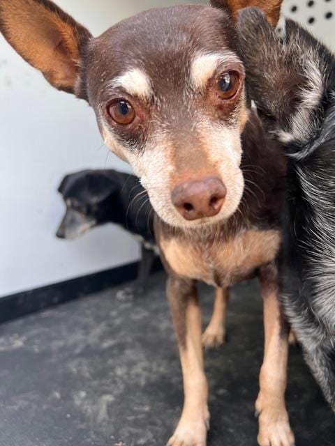 Photo of Senior Chihuahua - Smooth Coated, adoptable Chihuahua - Smooth Coated in Bakersfield, California