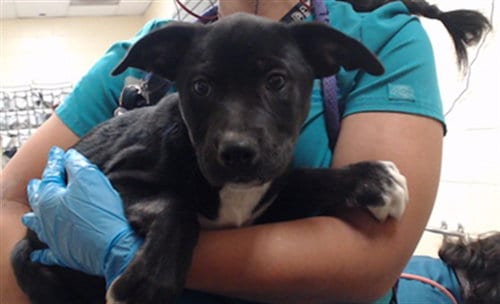 Photo of Birch, adoptable Pit Bull Terrier in Denver, Colorado