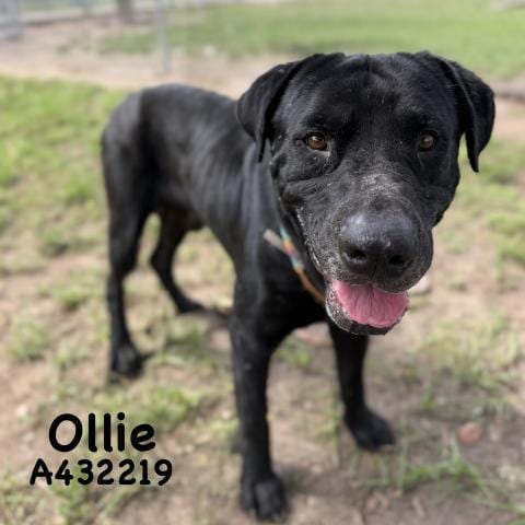Photo of Ollie, adoptable Labrador Retriever in Conroe, Texas