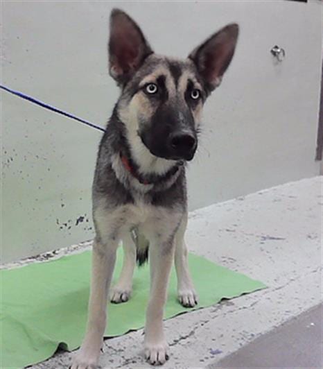 Photo of Rufus, adoptable German Shepherd Dog in Houston, Texas