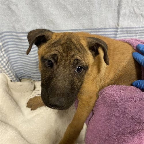 Photo of Zuko, adoptable Belgian Shepherd Malinois in Modesto, California