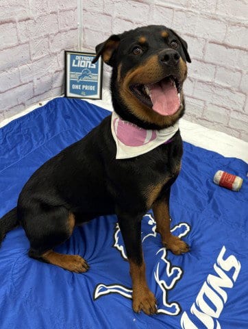 Photo of Jump Scare, adoptable Rottweiler in Detroit, Michigan
