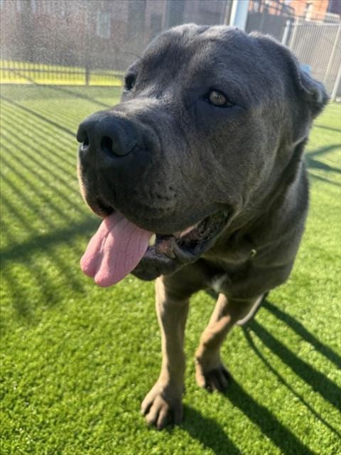 Photo of Cinco, adoptable Cane Corso Mastiff in Los Angeles, California