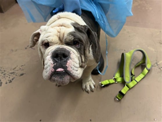 Photo of Tank, adoptable English Bulldog in Chicago, Illinois