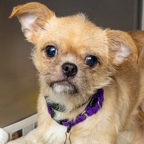 Photo of Blake, adoptable Chihuahua in St Louis, Missouri