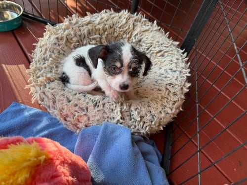 Photo of Oscar, adoptable Chihuahua in Holly Springs, North Carolina