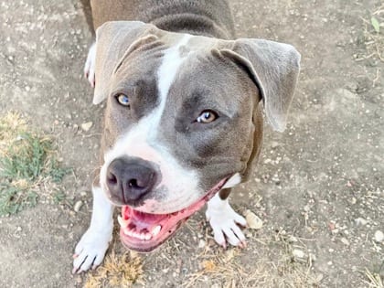 Photo of Lexi, adoptable dog in Georgetown, Texas