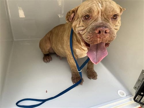 Photo of A661925, adoptable American Bulldog in Houston, Texas