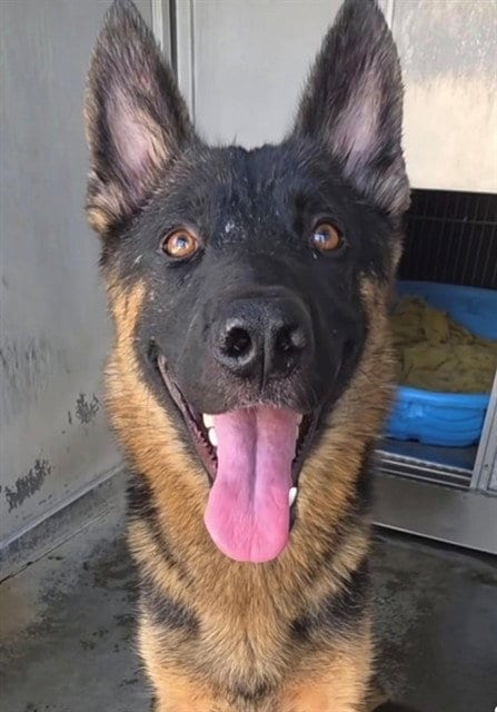 Photo of Mama Bella, adoptable Belgian Shepherd Malinois in San Bernardino, California